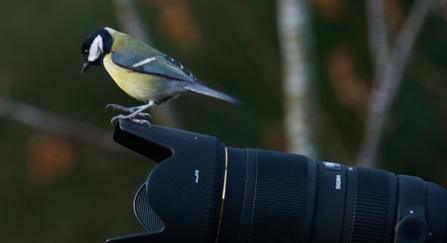 bird on camera