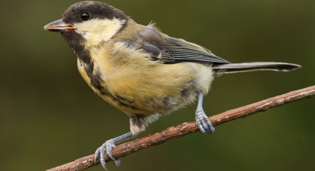 Great Tit on branch