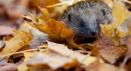 hedgehog