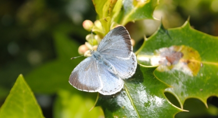 Holly blue butterfly