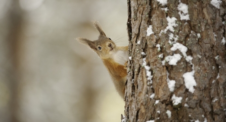 Red squirrel