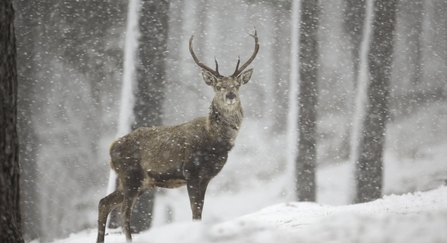 Red deer in snow