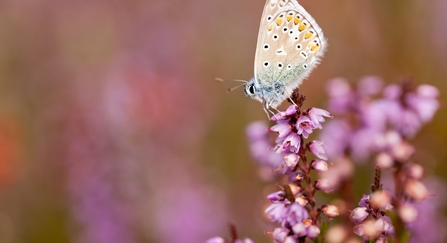 Common blue butterfly 