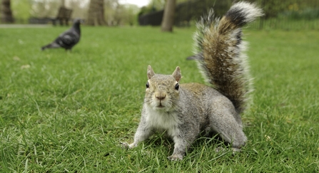Grey Squirrel in Park 