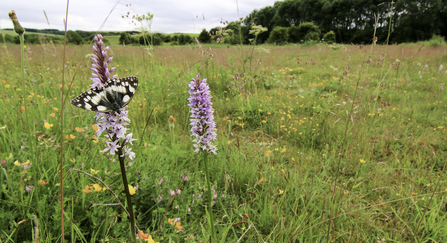 Common spotted-orchid