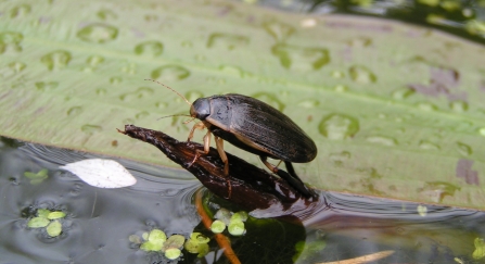 WATER BEETLE