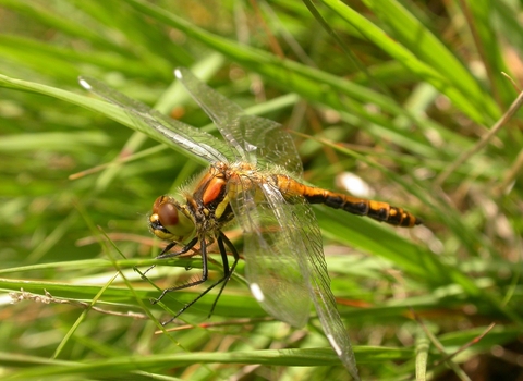 Black Darter