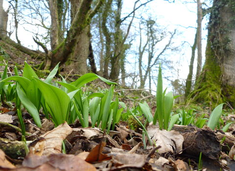 Ramsons