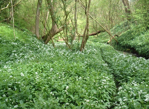 Cotterill Clough nature reserve