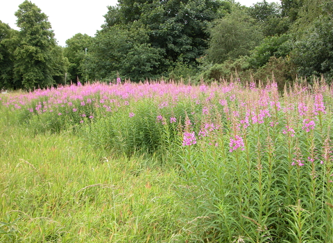 Knutsford Heath nature reserve