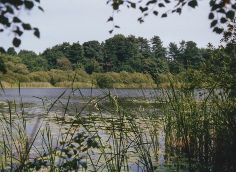 Hatch mere nature reserve