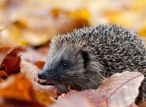 Hedgehog c. Tom Marshall