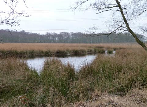 Danes Moss nature reserve