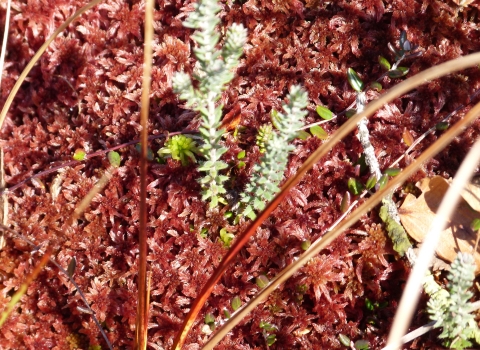 Sphagnum at Abbots Moss nature reserve c. Claire Huxley