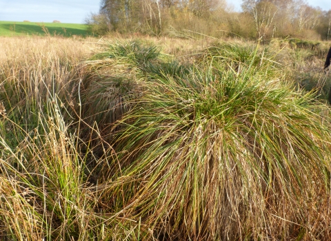 Bagmere nature reserve c. Claire Huxley