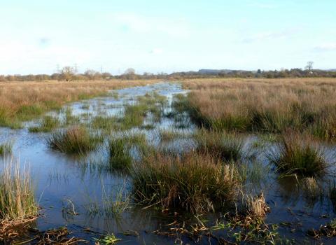 Gowy Meadows Nature Reserve