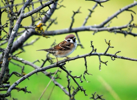 Tree sparrow c. Amy Lewis