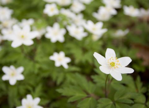 Wood anemone c. Mark Hamblin/2020VISION