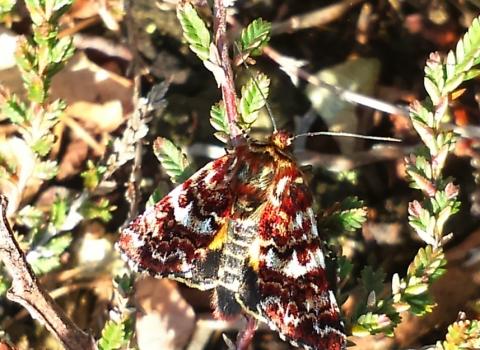 Yellow underwing moth c. Sarah Atherton