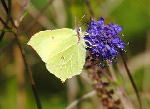 Brimstone butterfly c. Amy Lewis