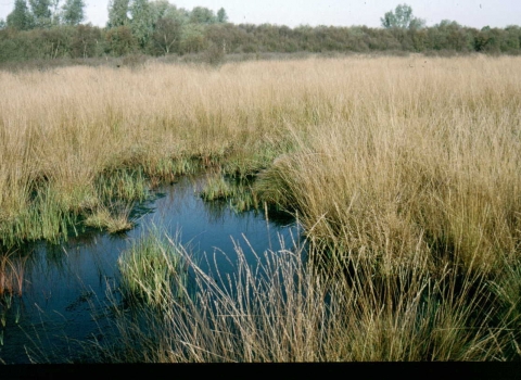 Holcroft Moss Nature Reserve