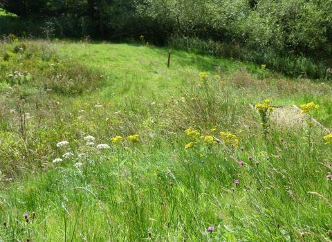 Swettenham Meadows c. Claire Huxley