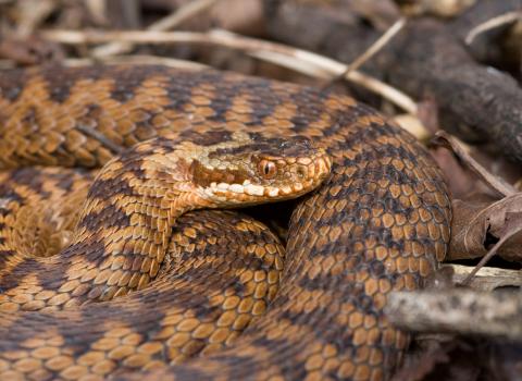 Adder c. Tom Marshall