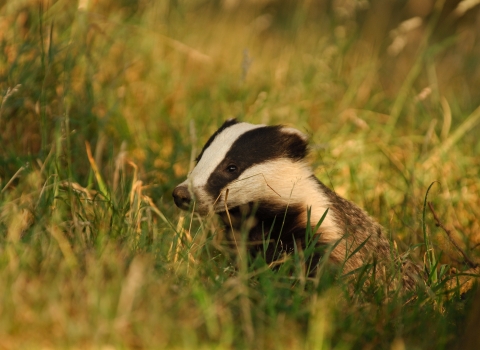 badger c. Andrew Parkinson/2020VISION