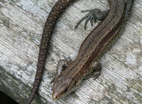 Common Lizard c. Claire Huxley