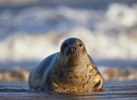 Grey Seal c. Neil Aldridge
