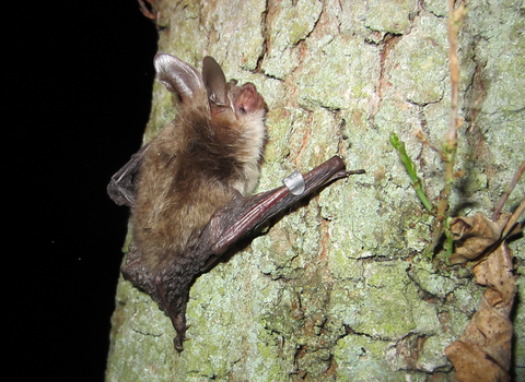 Bechstein's bat