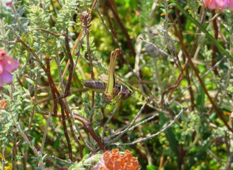 Bog bush cricket c. Katie Piercy