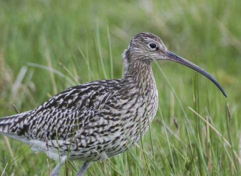 Curlew