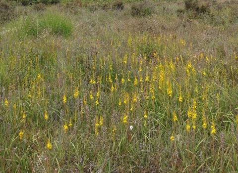 Bog asphodel