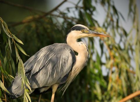 Grey Heron c. Jon Hawkins