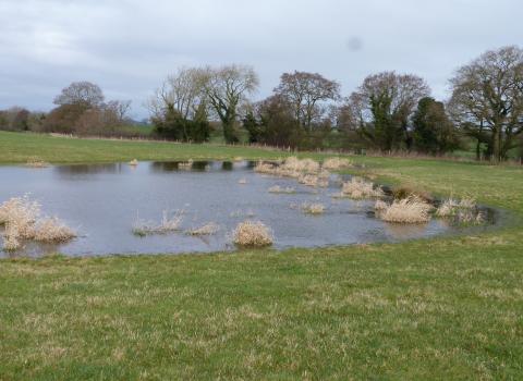 Pond at Bickley Hall Farm c. Claire Huxley