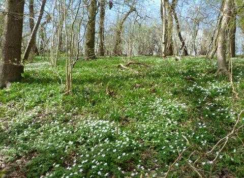 Wood anemone at Warburton's Wood c. Claire Huxley