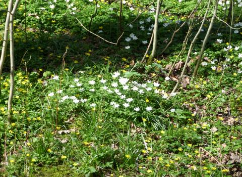 Owley Wood wood anemones c. Claire Huxley