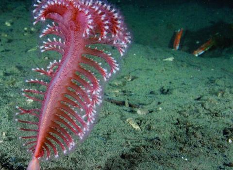 Phosphorescent sea pen c. Paul Naylor