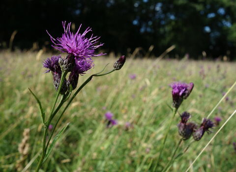 Saw-wort