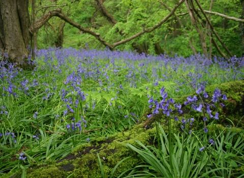 Bluebells at Warburton's Wood