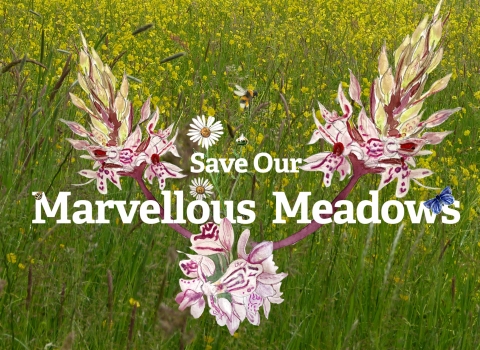 Meadows Appeal header