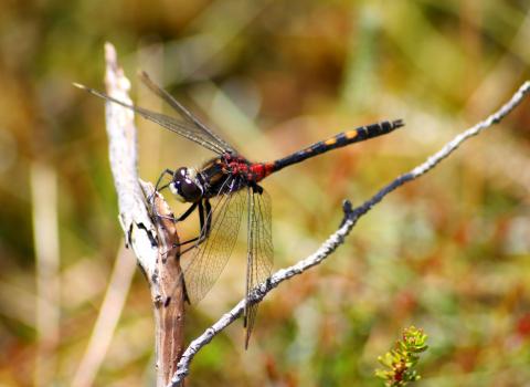 White-faced darter c. Kevin Reynolds