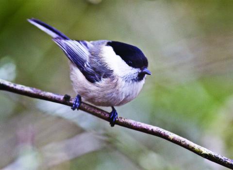 Willow Tit c. Harry Hogg