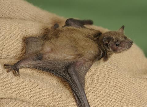 Nathusius pipistrelle c. Terry Whittaker/2020VISION