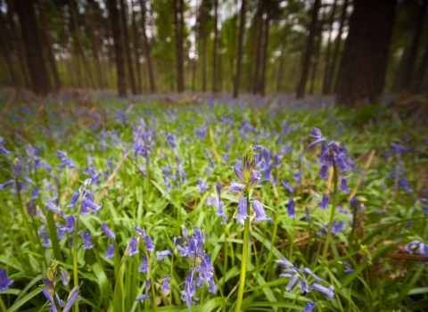 Bluebells c. Neil Aldridge