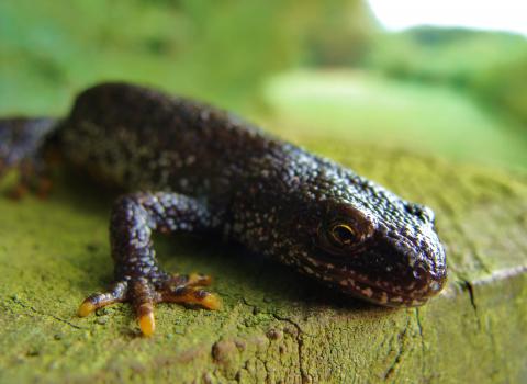 Great crested newt c. Kevin Caster