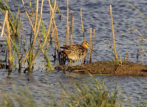 Snipe c. Derek Moore