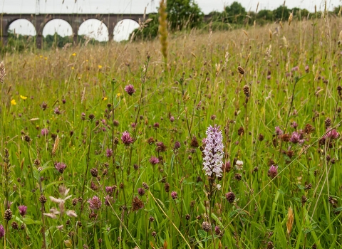 Meadow