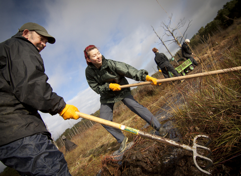 Volunteers creating a habitat for the White Faced Darter 